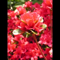 Azalee - Azalea Vuyk's Scarlet (fam. Ericacee) (04)